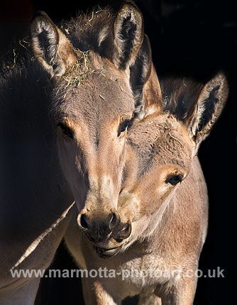 Click to See Next Image