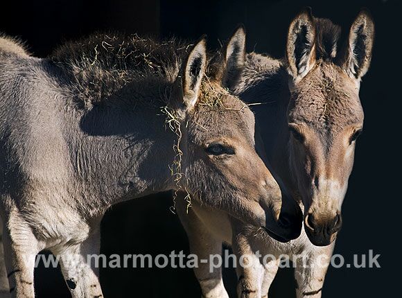 Click to See Next Image