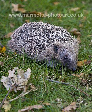 Click to See Next Image