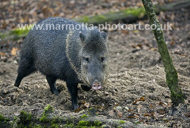 Click to See Next Image