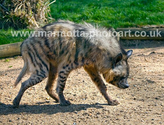 Click to See Next Image