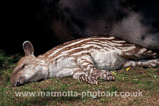 Click to See Next Image