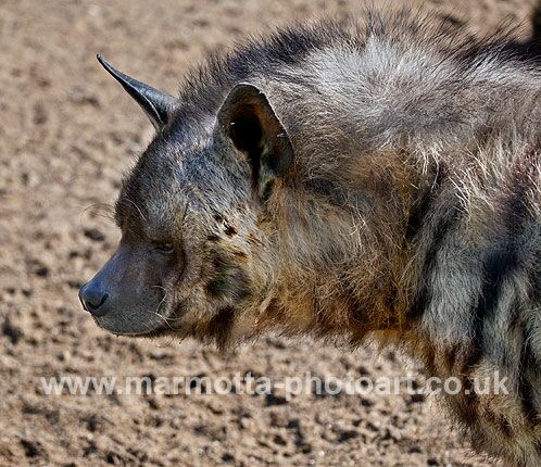 Click to See Next Image