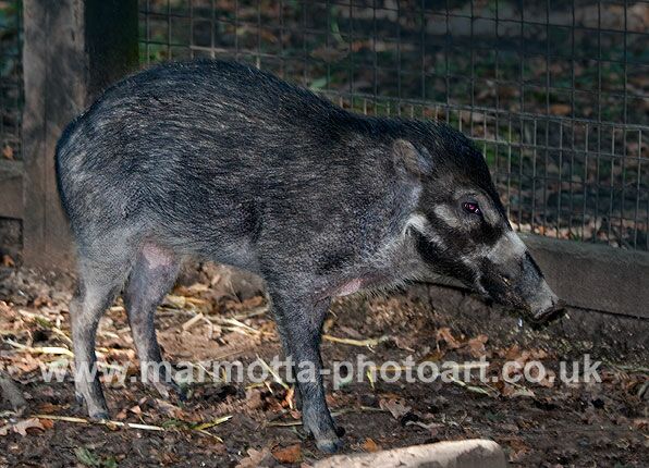 Click to See Next Image