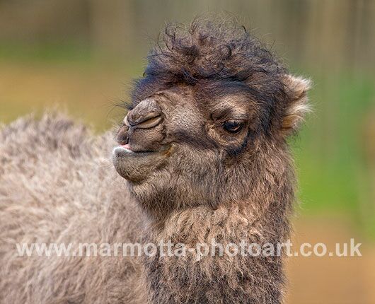 Click to See Next Image