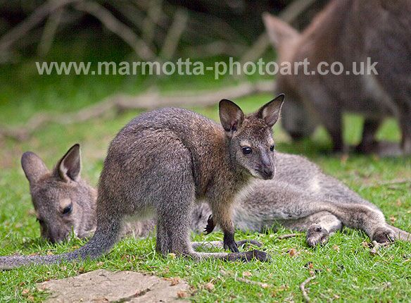 Click to See Next Image