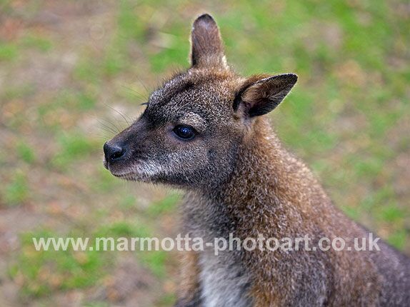 Click to See Next Image