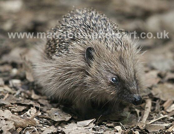 Click to See Next Image