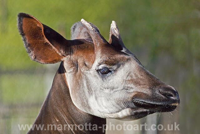 Click to See Next Image