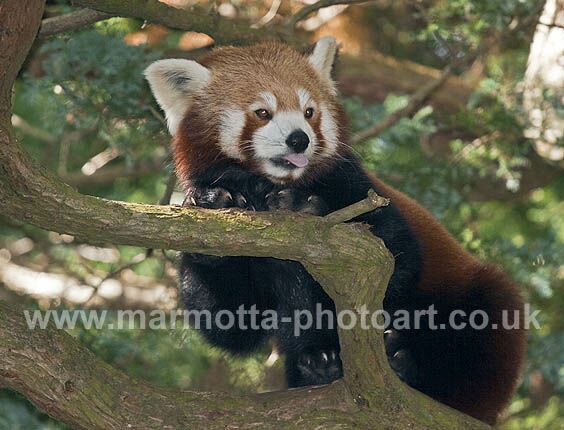 Click to See Next Image