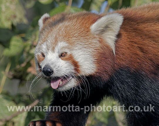 Click to See Next Image