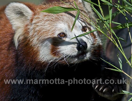 Click to See Next Image