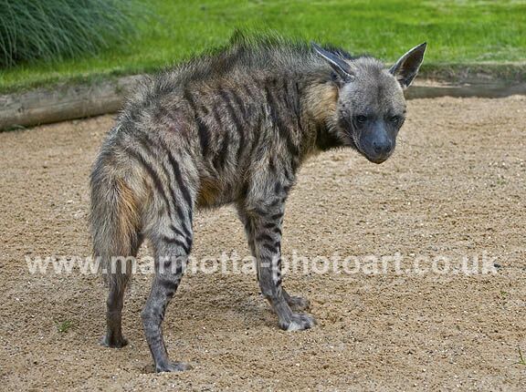 Click to See Next Image