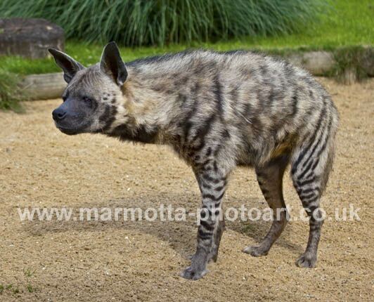 Click to See Next Image