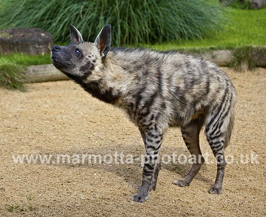 Click to See Next Image