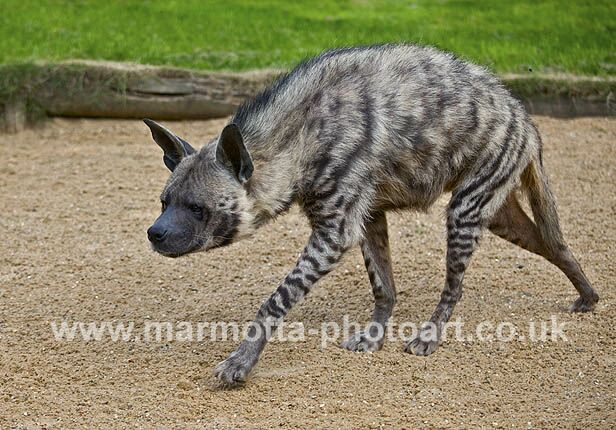 Click to See Next Image