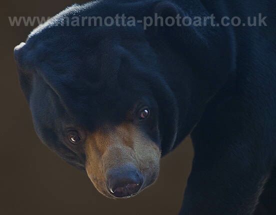 Click to See Next Image