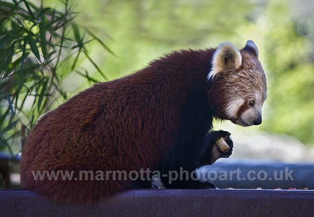 Click to See Next Image