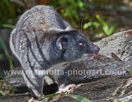 Click to See Next Image