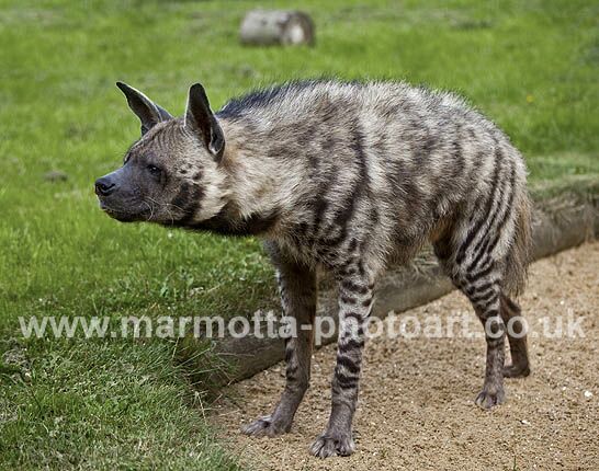 Click to See Next Image