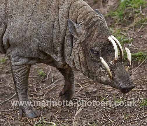 Click to See Next Image