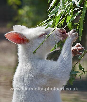 Click to See Next Image