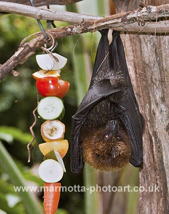 Click to See Next Image