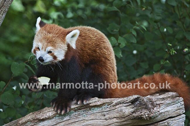 Click to See Next Image