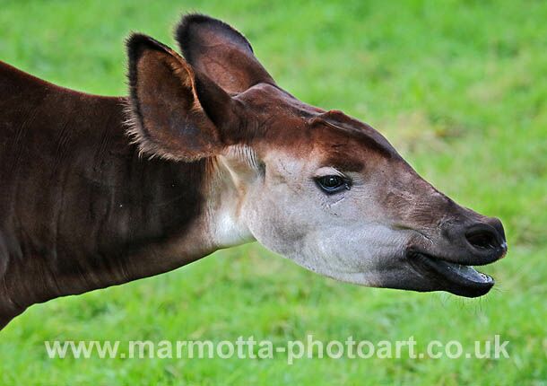 Click to See Next Image