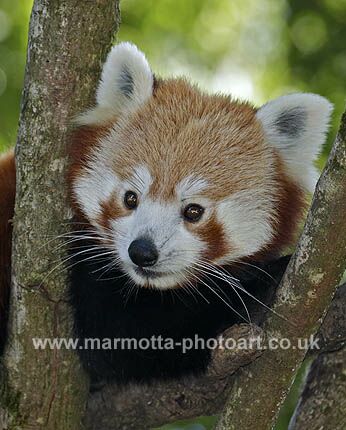 Click to See Next Image