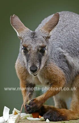 Click to See Next Image