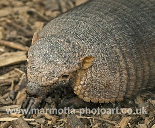 Click to See Next Image