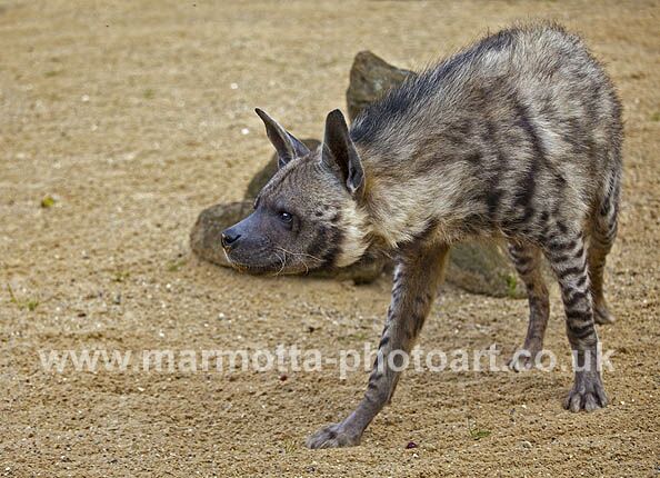 Click to See Next Image