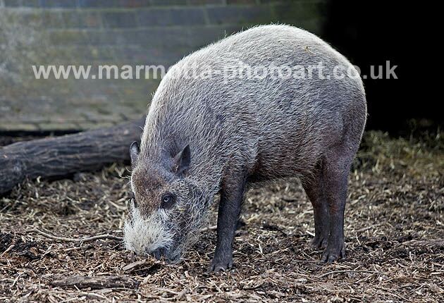 Click to See Next Image