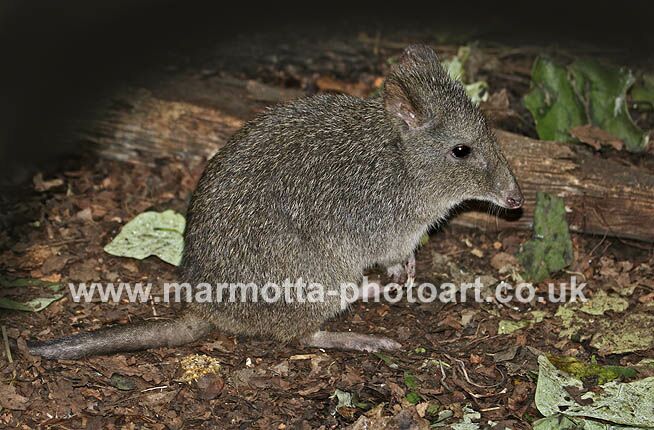 Click to See Next Image