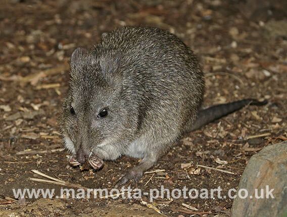 Click to See Next Image