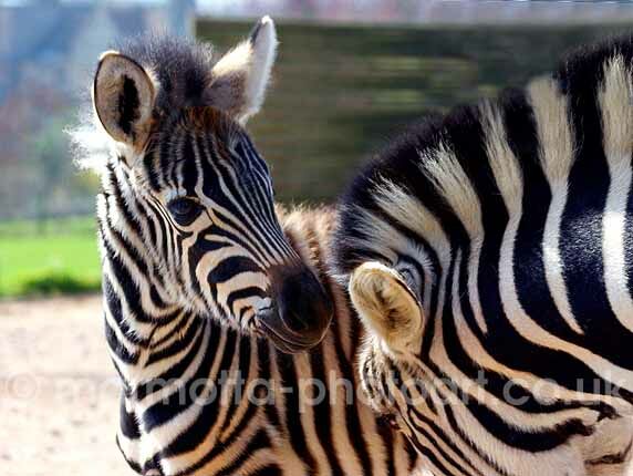 Click to See Next Image