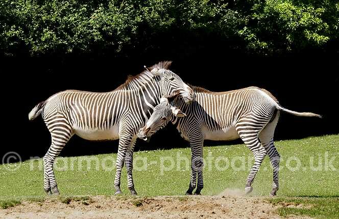 Click to See Next Image