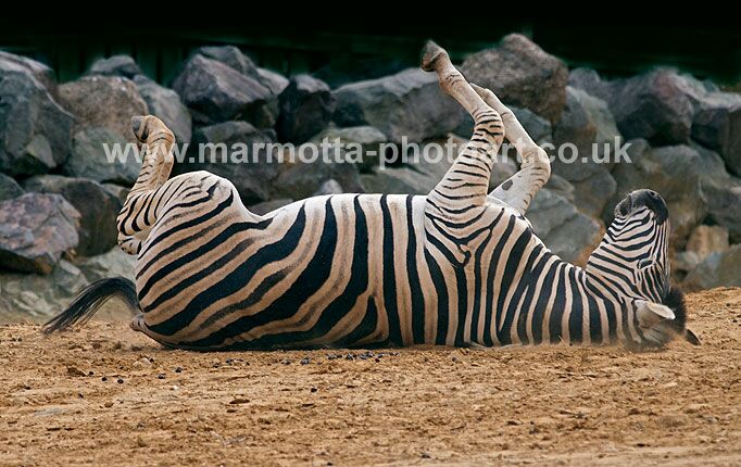 Click to See Next Image