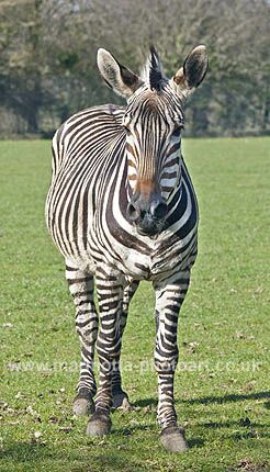 Click to See Next Image