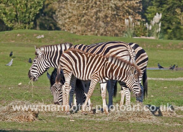 Click to See Next Image