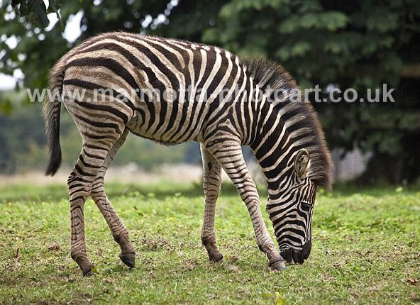 Click to See Next Image