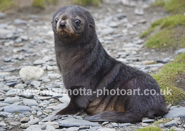 Click to See Next Image