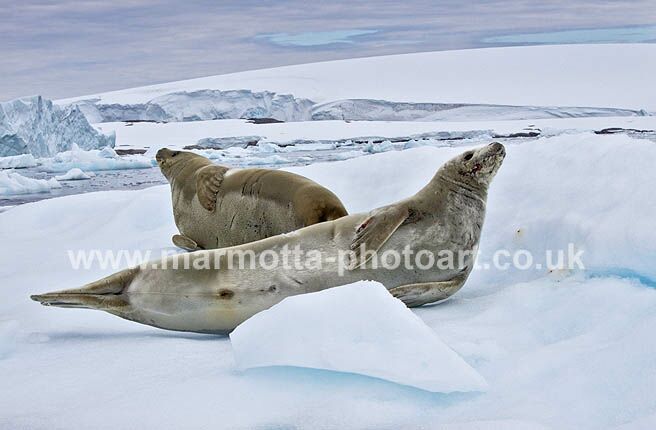 Click to See Next Image