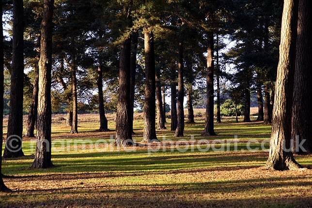 Click to See Next Image