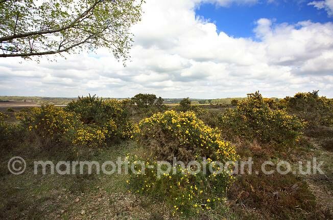 Click to See Next Image