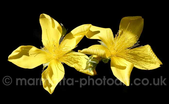 Click to See Next Image