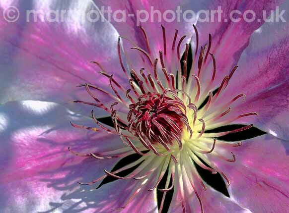 Click to See Next Image