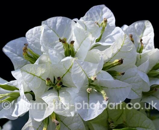 Click to See Next Image