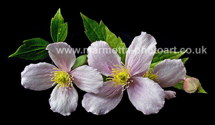 Click to See Next Image